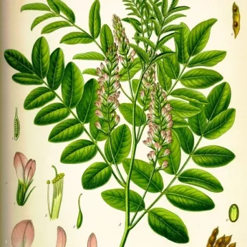 Réglisse NATUREZA RACINE ORDINÁRIA COUPEEI PhyM Herbalism Glycyrrhiza glabra L.