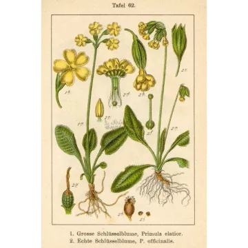 PRIMEVERE FLEUR IPHYM Herboristerie Primula officinalis /P. veris L.