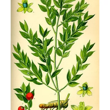 POUCO HOLLY RIZOMA CUP IPHYM Herbalism Ruscus aculeatus L.
