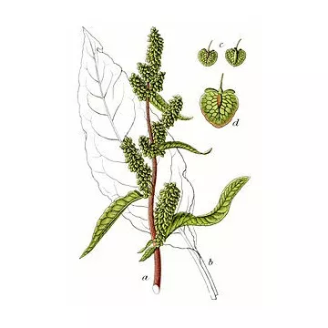 Wilde Patience Geschnittene Wurzel Iphym Kräutermedizin Rumex patientia