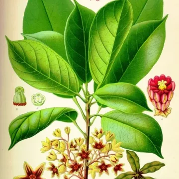 WALNUT COLA gesneden IPHYM Herbalism Cola nitida / C. acuminata