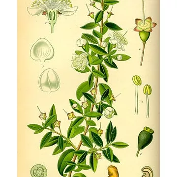 Myrtus Myrtle hoja entera IPHYM herboristería