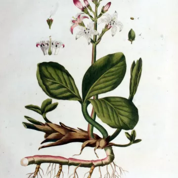 MENYANTHE hoja del trébol del corte de agua IPHYM Herboristería Menyanthes trifoliata L.