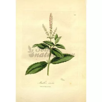 Folhas de hortelã fresca INTEIRO IPHYM Herb Mentha viridis L.