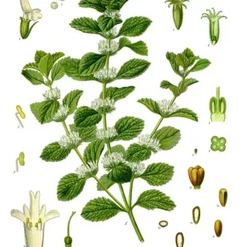 Bianco tagliato IMPIANTO horehound Marrubium vulgare L. Herb IPHYM