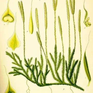 Bärlapp Schnittblume Iphym Kräuterkunde Lycopodium clavatum L.