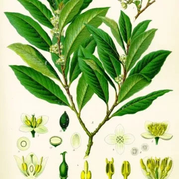 Lorbeerblatt Schnittgrün Iphym Kräutermedizin Laurus nobilis