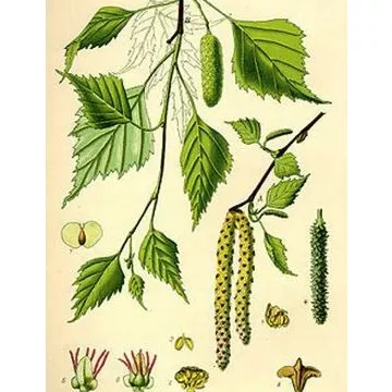 BERKESCHORS CUT IPHYM Betula alba L. Herbalism