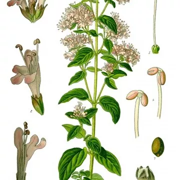 ORIGAN SOMMITE COUPEE  IPHYM Herboristerie Origanum vulgare L.