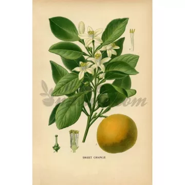ORANGER DOUX ECORCE COUPEE  IPHYM Herboristerie Citrus aurantium var dulcis