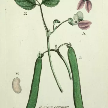 Judía vaina cortada Iphym Herboristería Phaseolus vulgaris L.