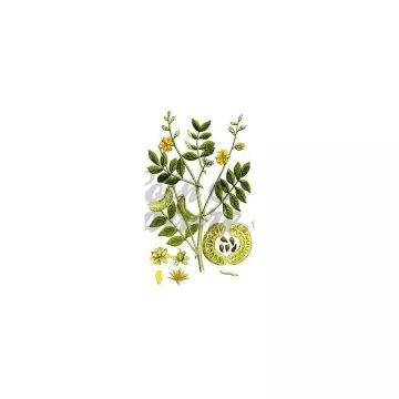 SENE ILLUSTRATIVO PIENO (foglia) IPHYM Herb Cassia senna / Cassia angustifolia