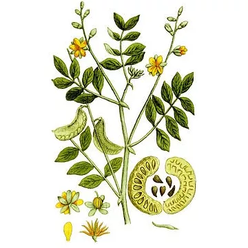 SENE ILLUSTRATIVO PIENO (foglia) IPHYM Herb Cassia senna / Cassia angustifolia