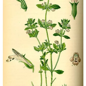 SMAKELIJK LEAF IPHYM Herbalism Satureja montana L.