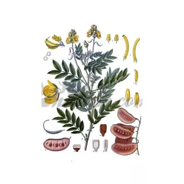 Senna follicolo Cut IPHYM Herb Cassia angustifolia