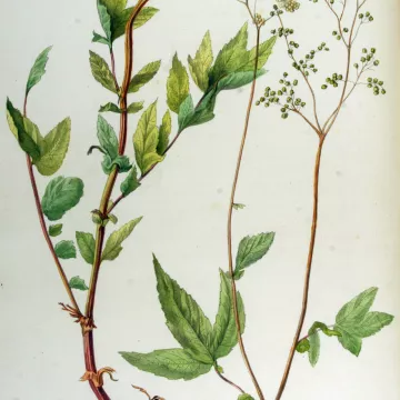 REINE DES PRES SOMMITE COUPEE IPHYM Herboristerie Spirea ulmaria L. / Filipendula ulmaria