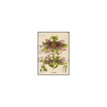 PASSIFLORE plante coupée IPHYM Herboristerie Passiflora incarnata L.