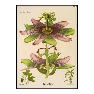 PASSIFLORE schneiden IPHYM Herb Pflanze Passiflora incarnata L.