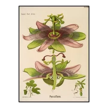 PASSIFLORE cut IPHYM Herb plant Passiflora incarnata L.