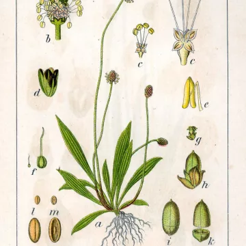 PIANTAGGINE SCHEDA CUT IPHYM Erbe Plantago lanceolata L.