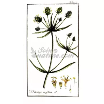 PSYLLIUM BLACK SEEDS IPHYM Herbs Plantago psyllium L. / P. indica L.