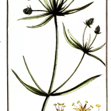 Schwarze Flohsamen Samen Iphym Kräuterkunde Plantago Psyllium