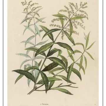 VERVEINE ODORANTE FEUILLE ENTIERE IPHYM Herboristerie Lippia citriodora