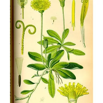 CUT PLANT hawkweed Hieracium pilosella L. Herb IPHYM