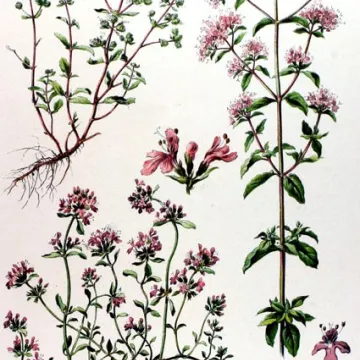 MARJOLAINE FEUILLE ENTIERE IPHYM Herboristerie Origanum majorana