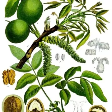 Walnuss Schnittgrün Iphym Herboristerie Juglans regio L.
