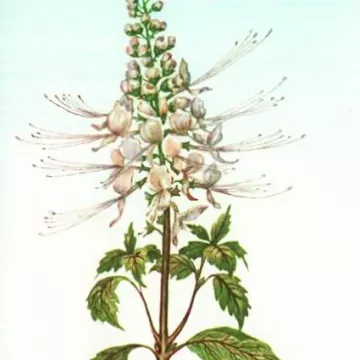 ORTHOSIPHON FEUILLE COUPEE  IPHYM Herboristerie Orthosiphon stamineus B.