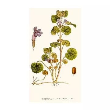IVY LAND CUP IPHYM Herbalism Glechoma hederacea