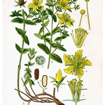 CUT IPHYM MILLEPERTUIS luminary Herb Hypericum perforatum L.