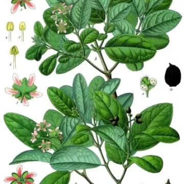 Boldo Leaf tagliato IPHYM Herbalism Peumus boldus M.