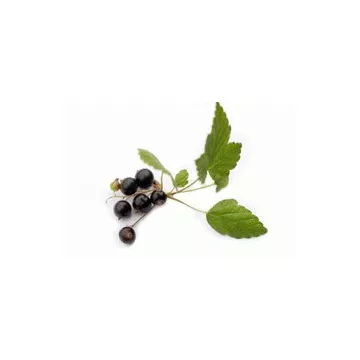 EPS Blackcurrant Pileje extrato vegetal Phytostandard