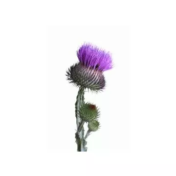 Extrato de planta EPS Milk Thistle Pileje