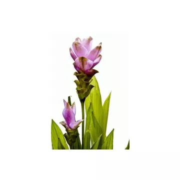 EPS Curcuma Pileje Phytostandard flüssiger Extrakt