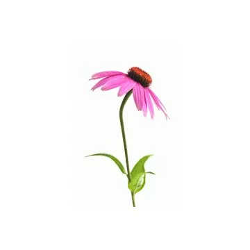 EPS Echinacea Pileje Phytostandard