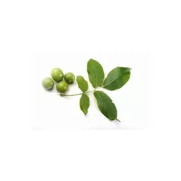 EPS грецкий орех Pileje жидкий экстракт листьев
