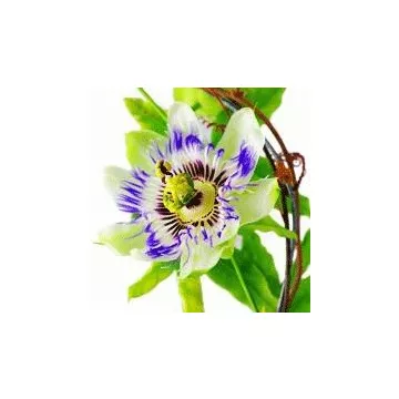 EPS Passionflower Pileje Medical Plant Extract
