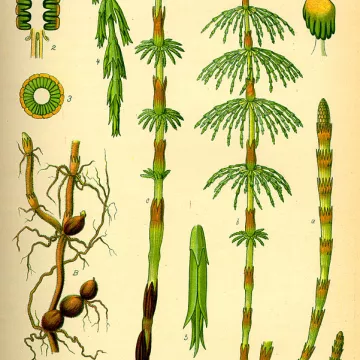 Schachtelhalm Schnittblume Iphym Kräuterkunde Equisetum arvense