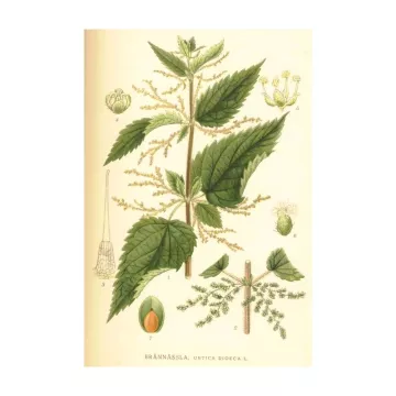Foglia di Ortica pungente IPHYM Urtica dioica L. Herb