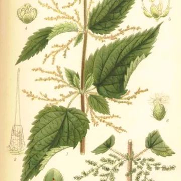 Stinging nettle Iphym leaf Herbalism Urtica dioica L.