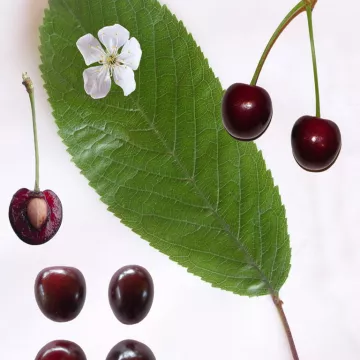 Colas de cereza cortaron Cerezas Herboristerie