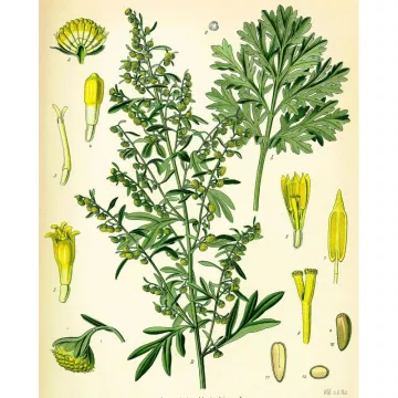 AJENJO GRAND CUT IPHYM luminaria hierba Artemisia absinthium L.