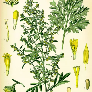 ASSENZIO GRAND CUT IPHYM luminare Herb Artemisia absinthium L.