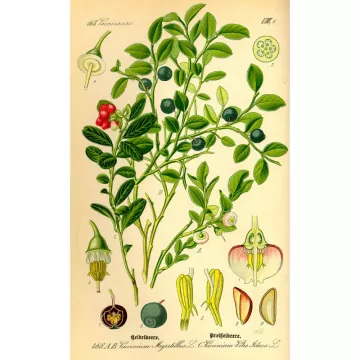 Mirtillo (mirtillo) Vaccinium myrtillus foglia herboristerie