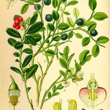 Boldo (blueberry) Vaccinium myrtillus Folha HERBORISTERIE