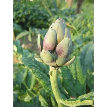 Artichoke Leaf HERBORISTERIE Cynara scolymus