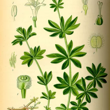 Woodruff Cleavers Galium odoratum herboristerie pianta profumata (L.) Scop.
